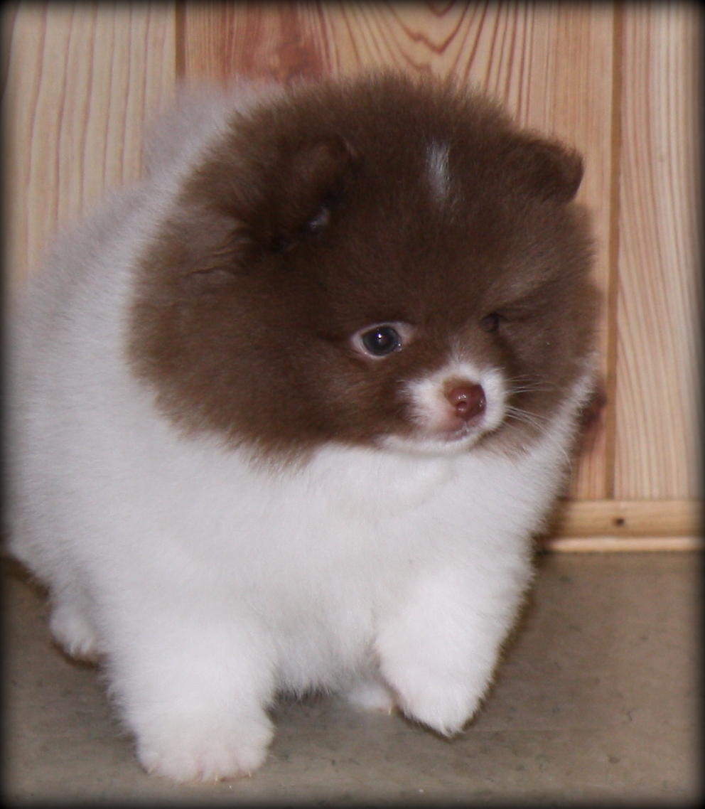 pomeranian puppy stages past pomeranian pups pomeranian puppy stages past pomeranian pups