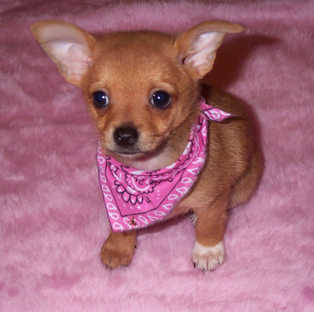 Short Hair Pomchi