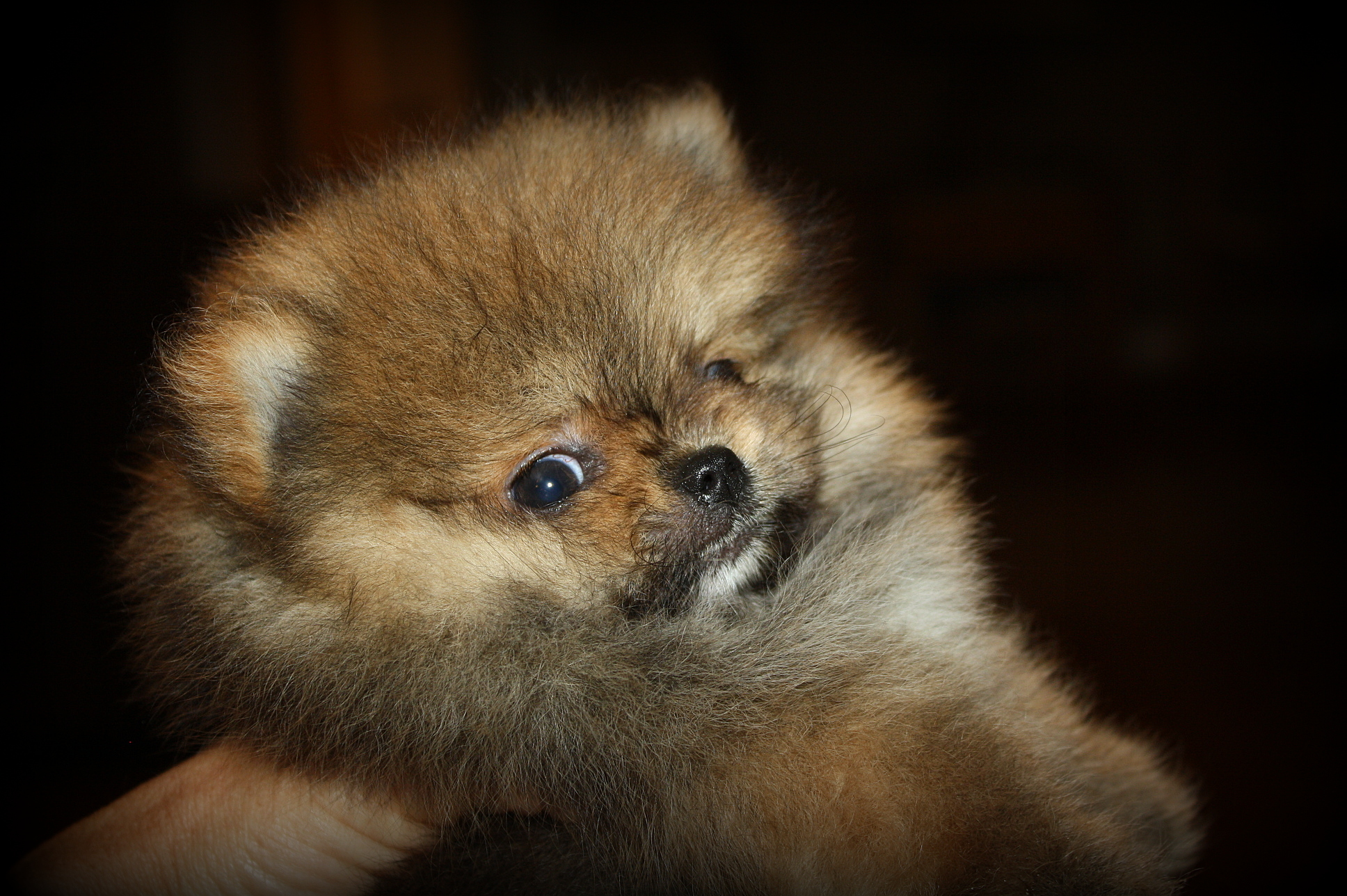 doll pomeranian pomeranian baby doll doll pomeranian pomeranian baby doll