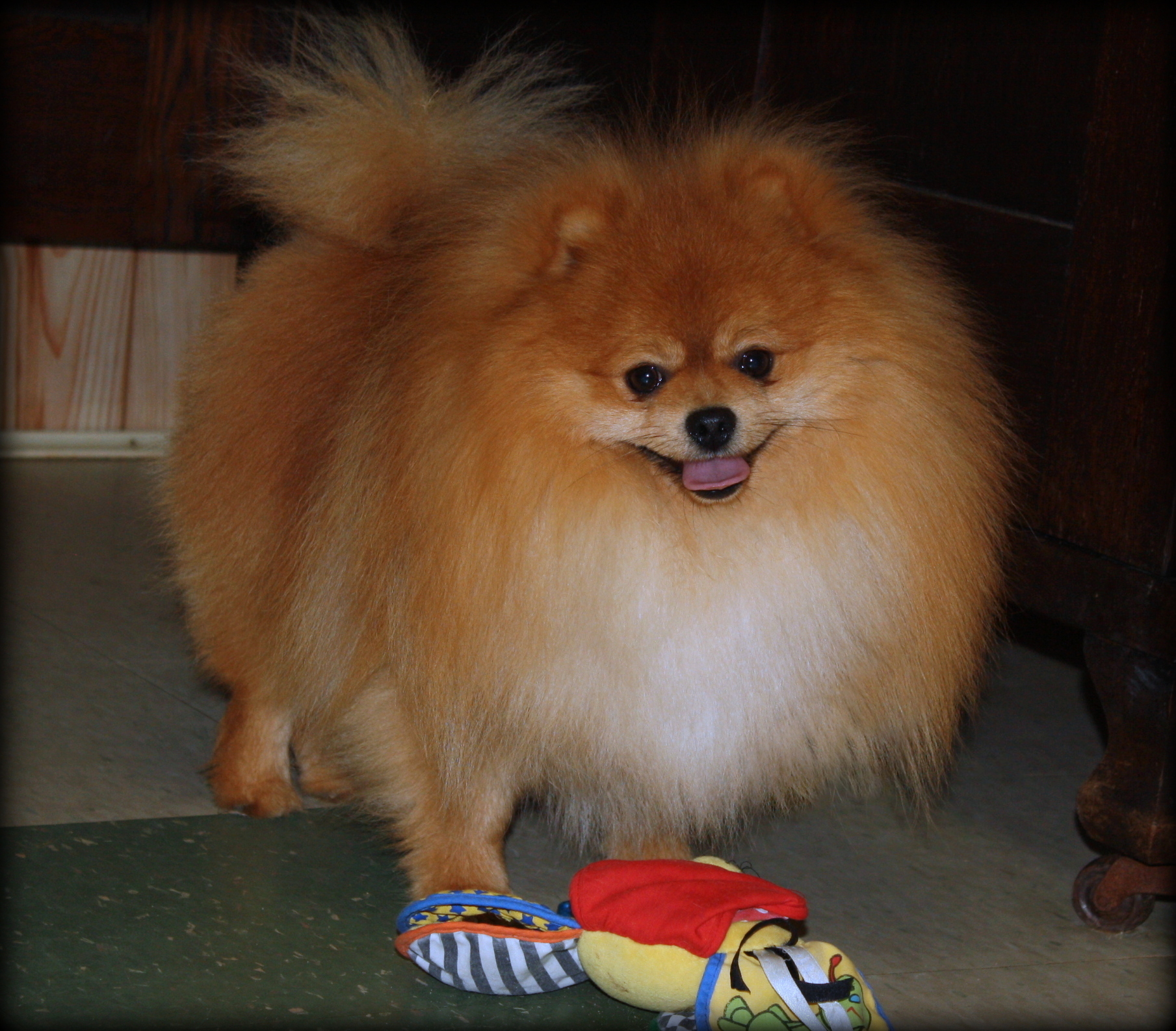 pomeranian grown our boys pomeranian grown our boys