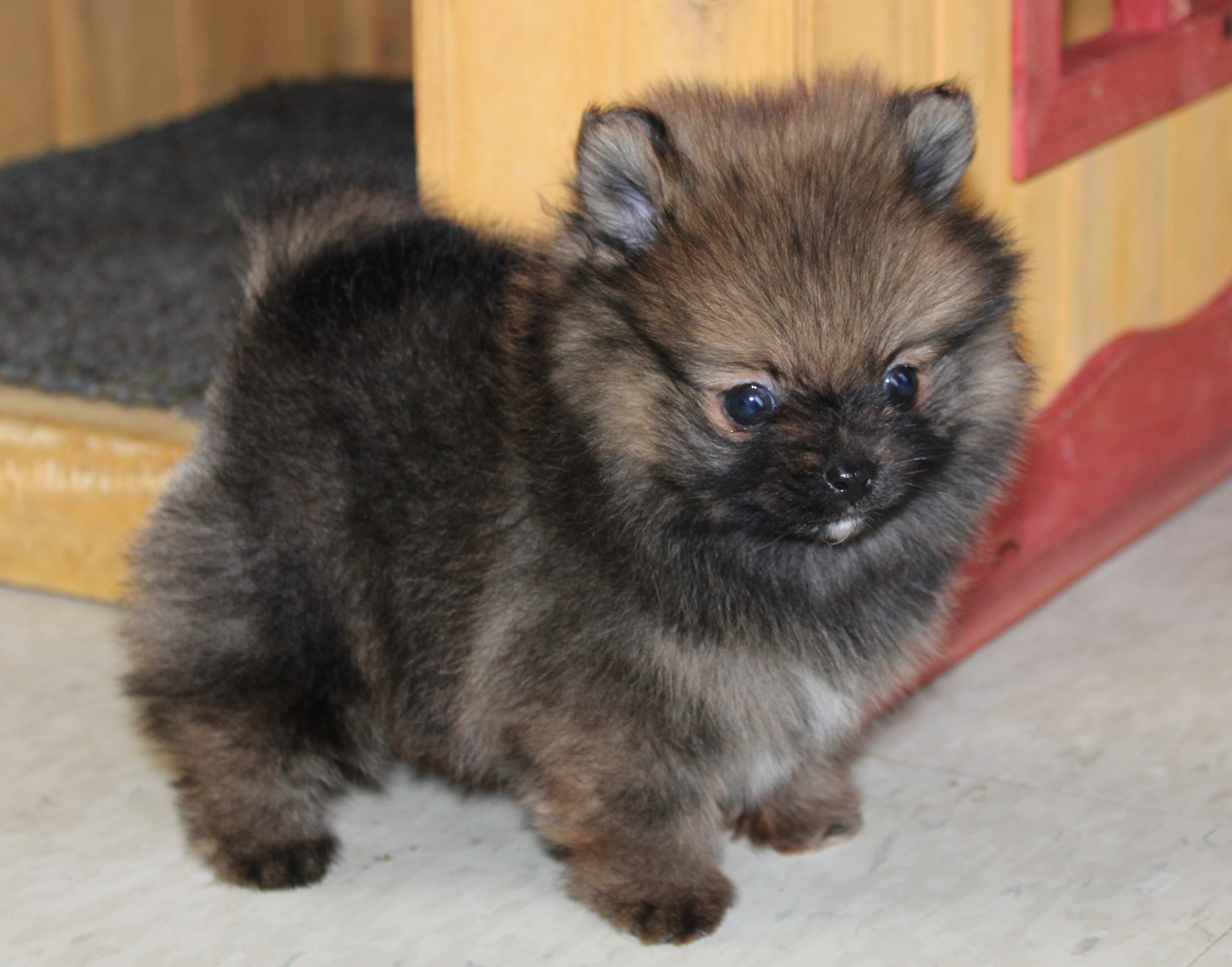 teddy bear pomeranian full grown