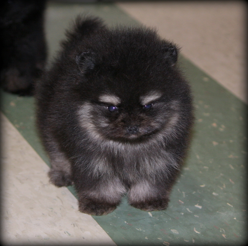 teapot pomeranian available pomeranians i teapot pomeranian available pomeranians i